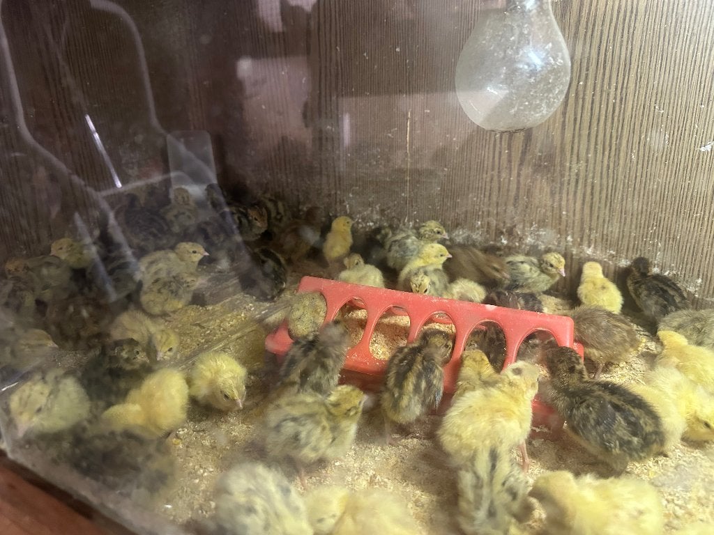 Poussins et cailles, Animaux & Accessoires, Plusieurs animaux, Autres espèces