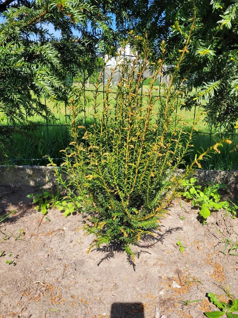 Verschillende planten, Tuin en Terras, Volle zon, Vaste plant, Zomer, Ophalen