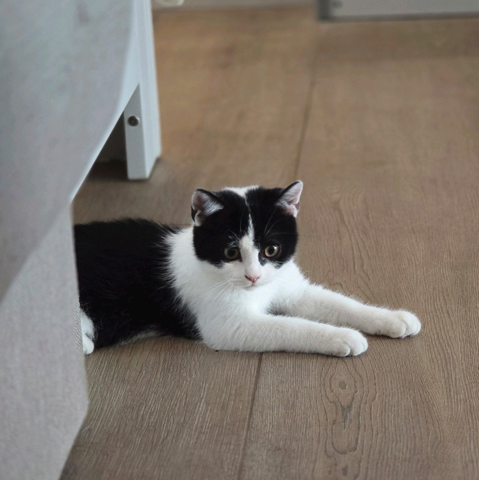 brits korthaar katertje, Kater, Kortharig, 0 tot 2 jaar