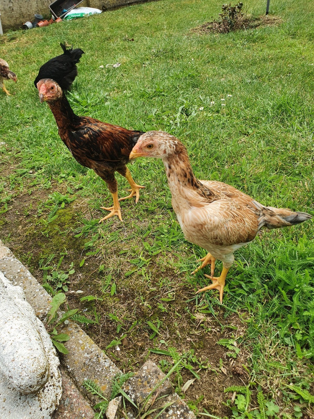 Shamo, Ophalen of Verzenden