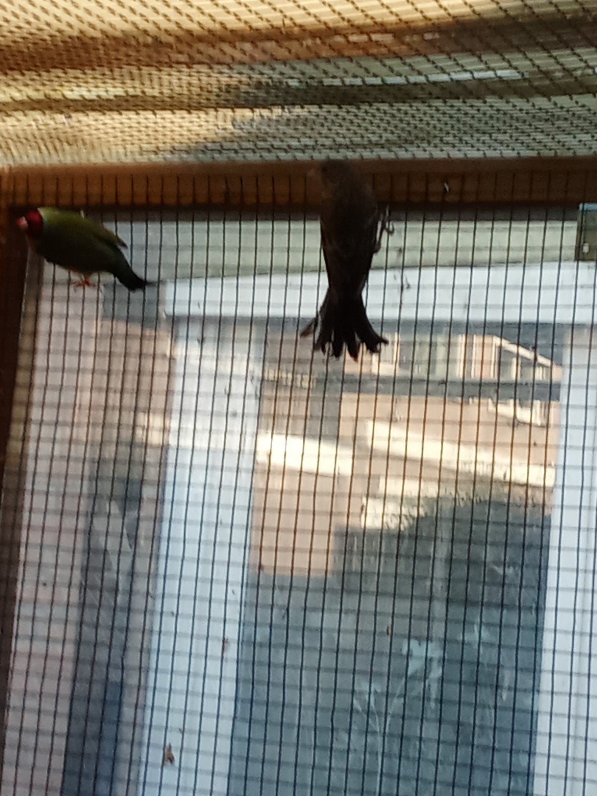 te koop koppel roodmussen, Dieren en Toebehoren