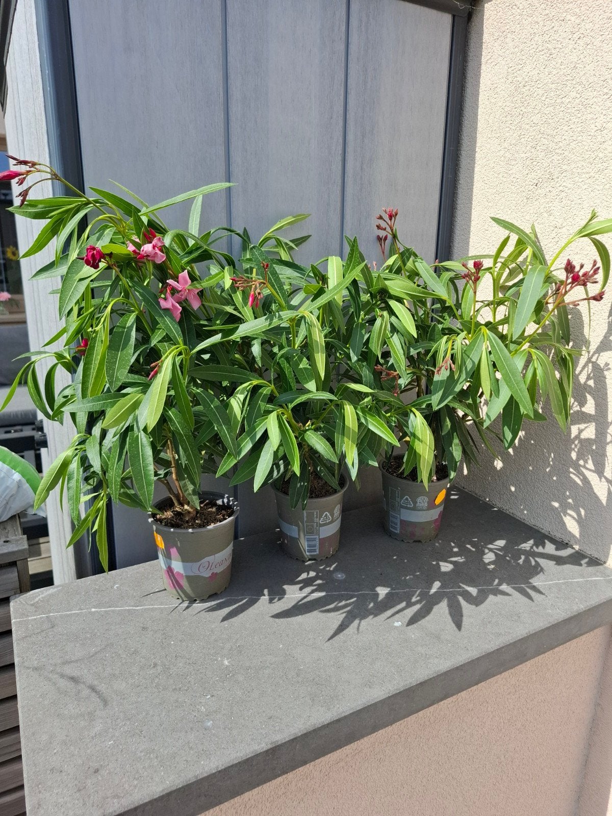 3 oleander planten, Ophalen
