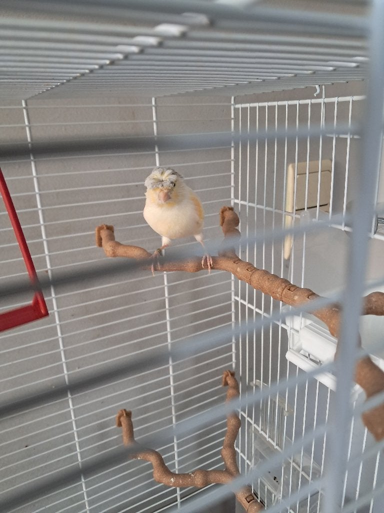 Kanarie, Animaux & Accessoires, Oiseaux | Canaris, Sexe inconnu, Bâtard
