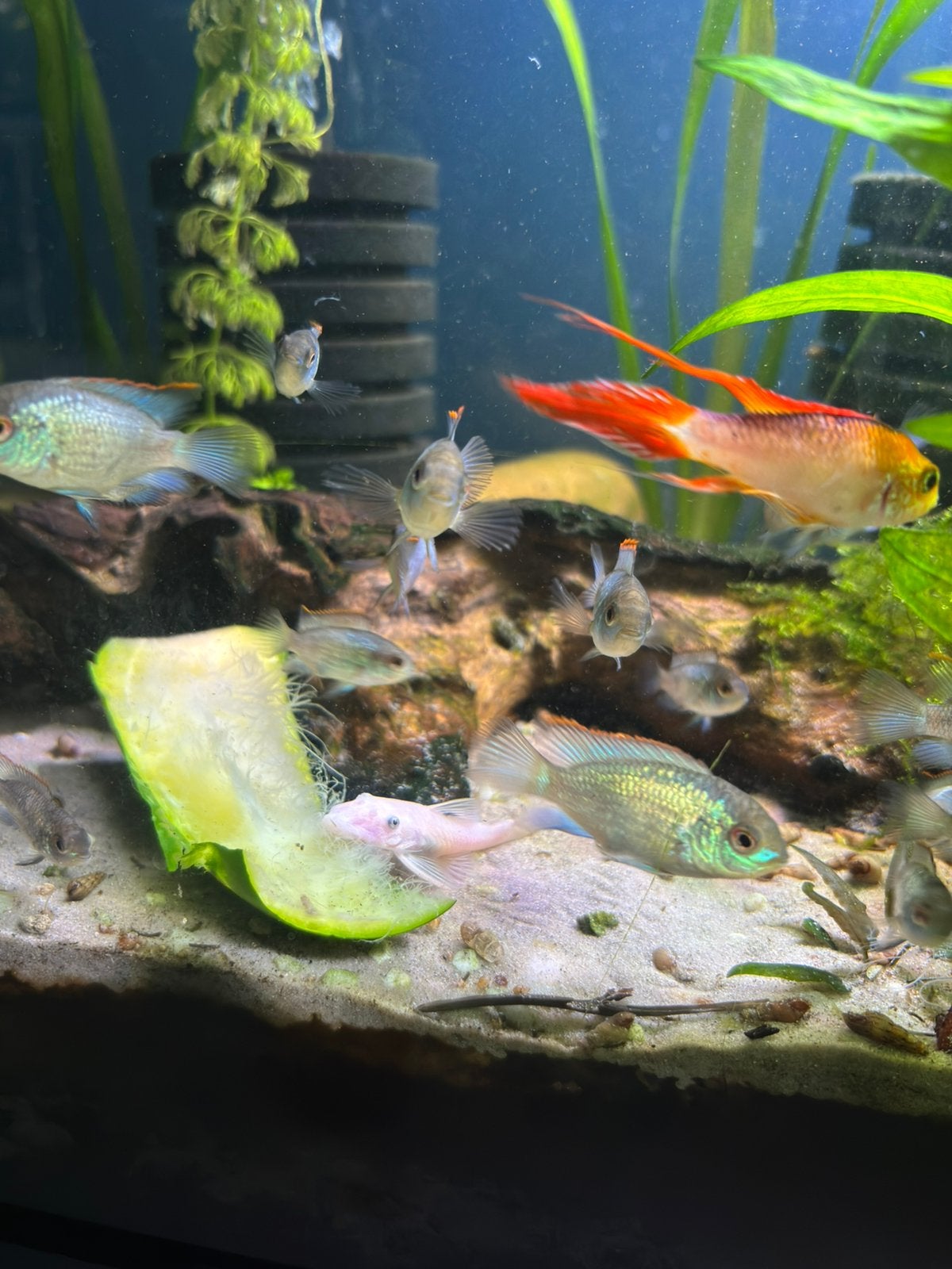 Electric blue acara jongen, Dieren en Toebehoren