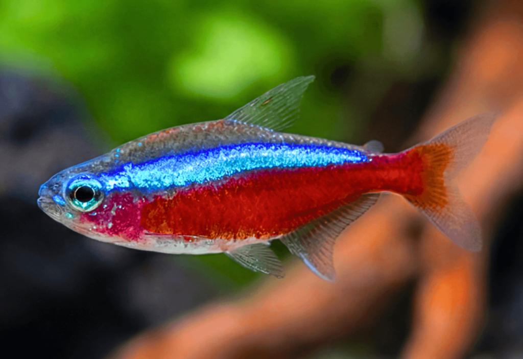 Kardinaal Tetra Supermooie Nakweek, Dieren en Toebehoren, Vissen | Aquariumvissen, Vis