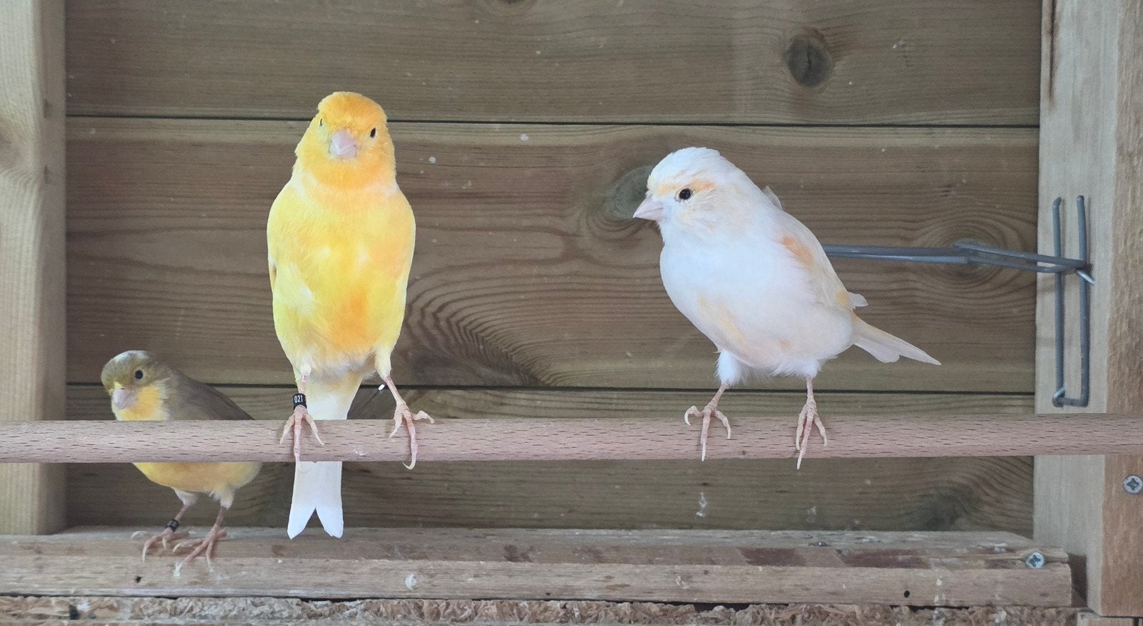 4 mooie kanaries geringd, Dieren en Toebehoren