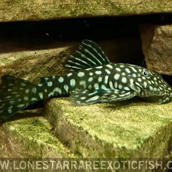 pseudancistrus genisetiger, Dieren en Toebehoren