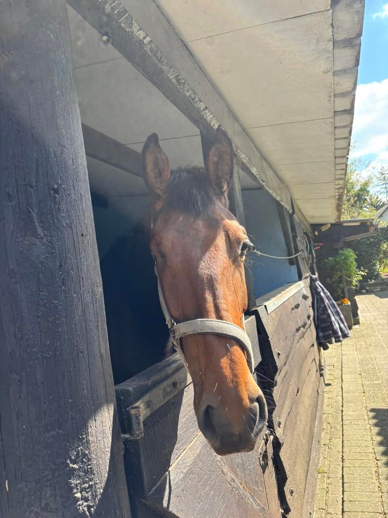Merrie + veulen te koop, Dieren en Toebehoren, Paarden, Merrie