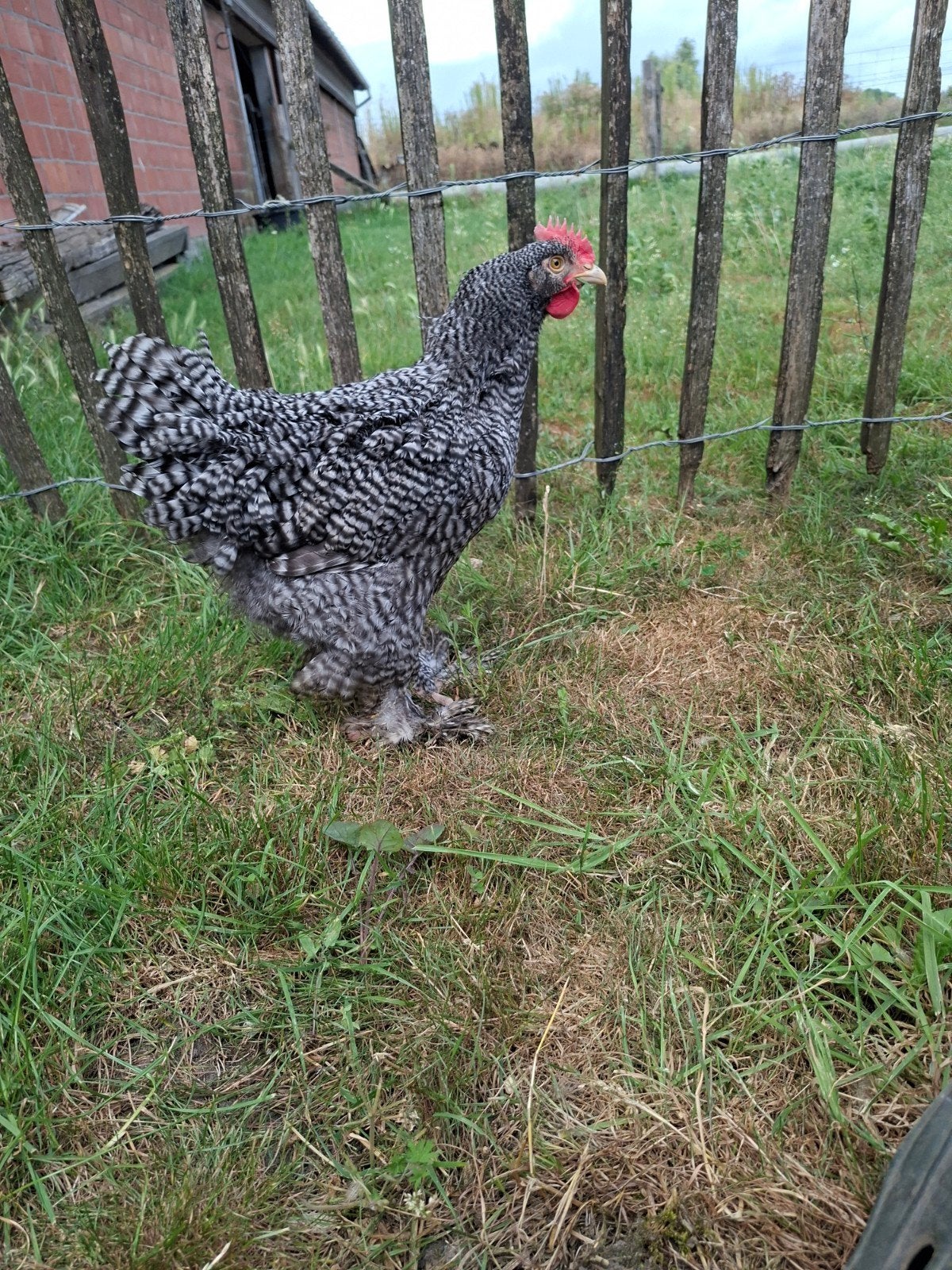 3 mechelse koekoek haantjes te koop, Dieren en Toebehoren, Mannelijk, Kip