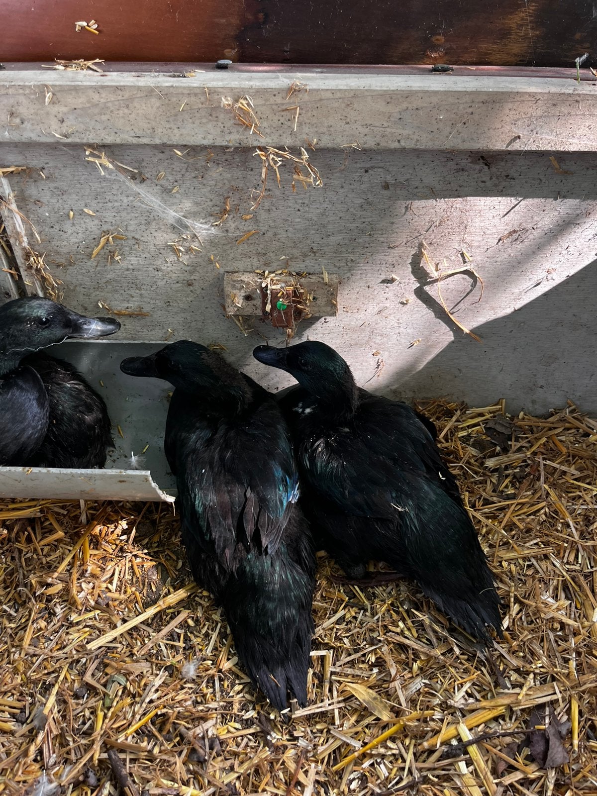 Smaragd eenden, Dieren en Toebehoren, Pluimvee, Mannelijk, Eend