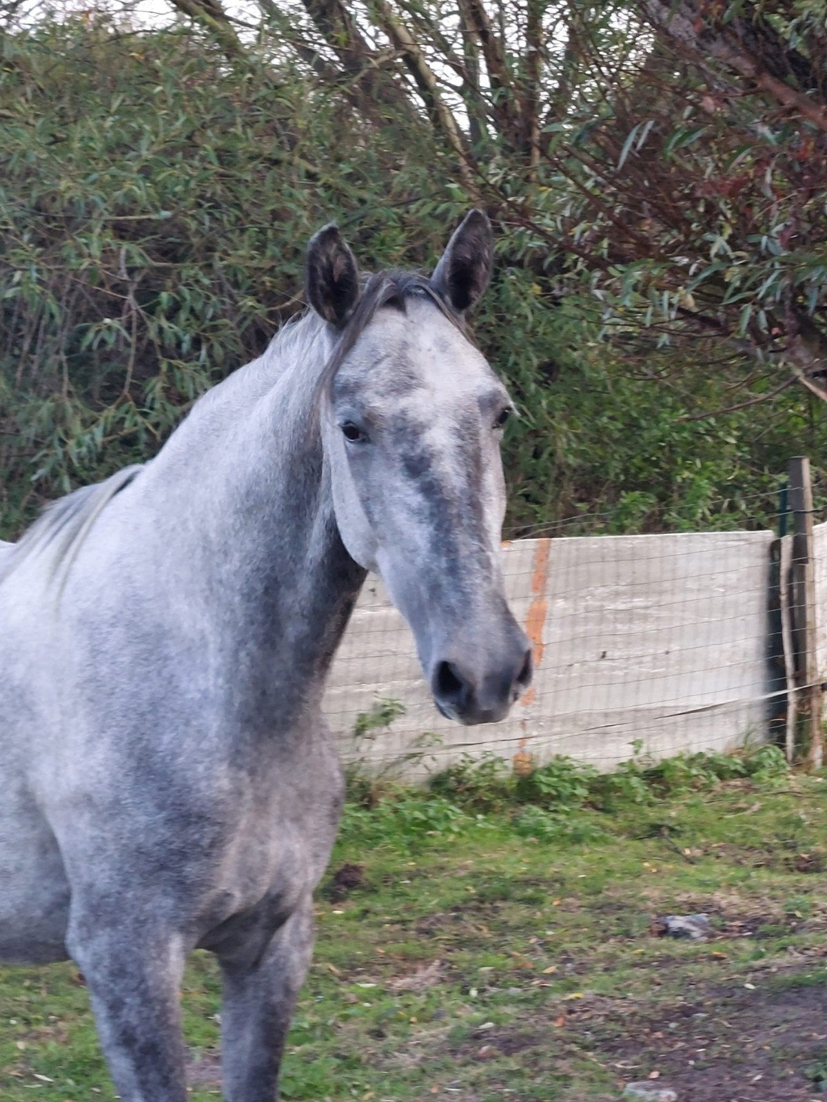 Lipizaner, Dieren en Toebehoren, Paarden, Zadelmak