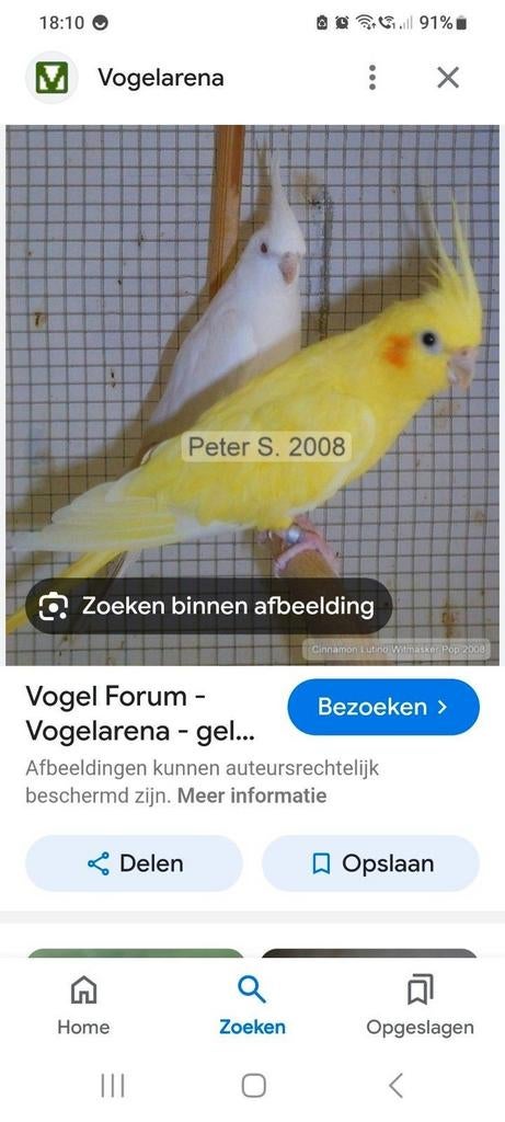 Ben nog altijd op zoek naar een tamme gele valkparkiet., Dieren en Toebehoren, Mannelijk, Parkiet, Tam