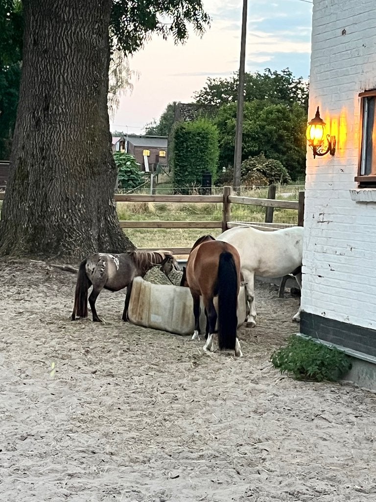 Mooie apaloosa mini paardje, Dieren en Toebehoren, Pony's, Niet van toepassing, 0 tot 2 jaar, Hengst, A pony (tot 1.17m)