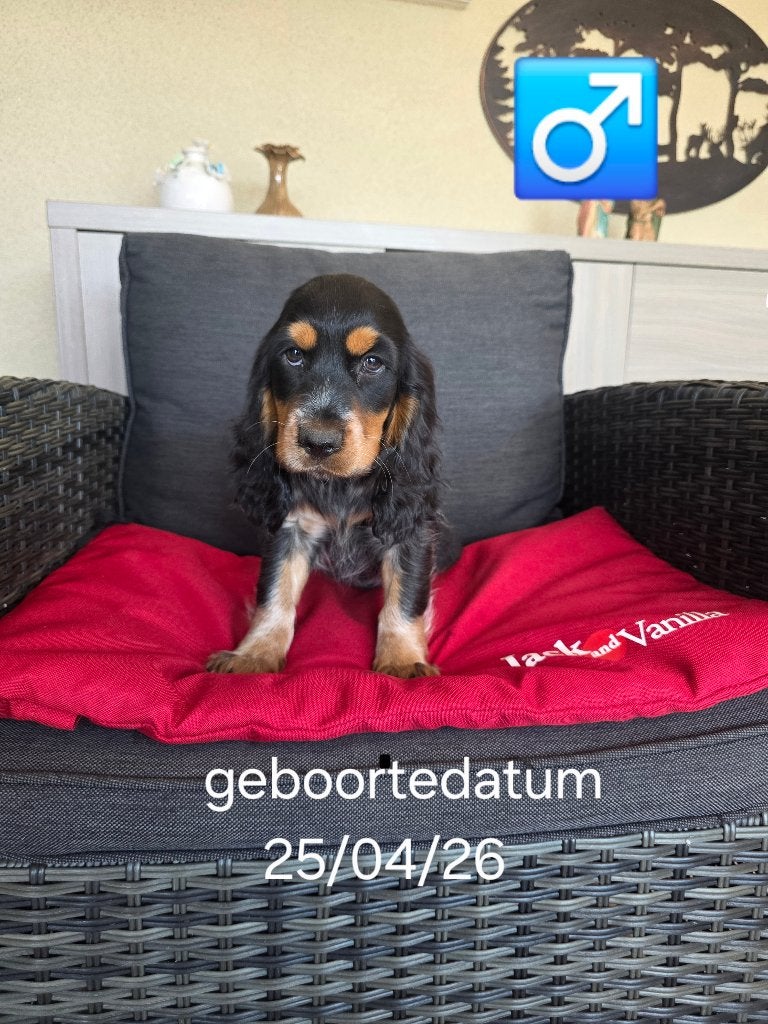 mooie engelse cocker pups, Dieren en Toebehoren, Parvo, België, 8 tot 15 weken, Meerdere