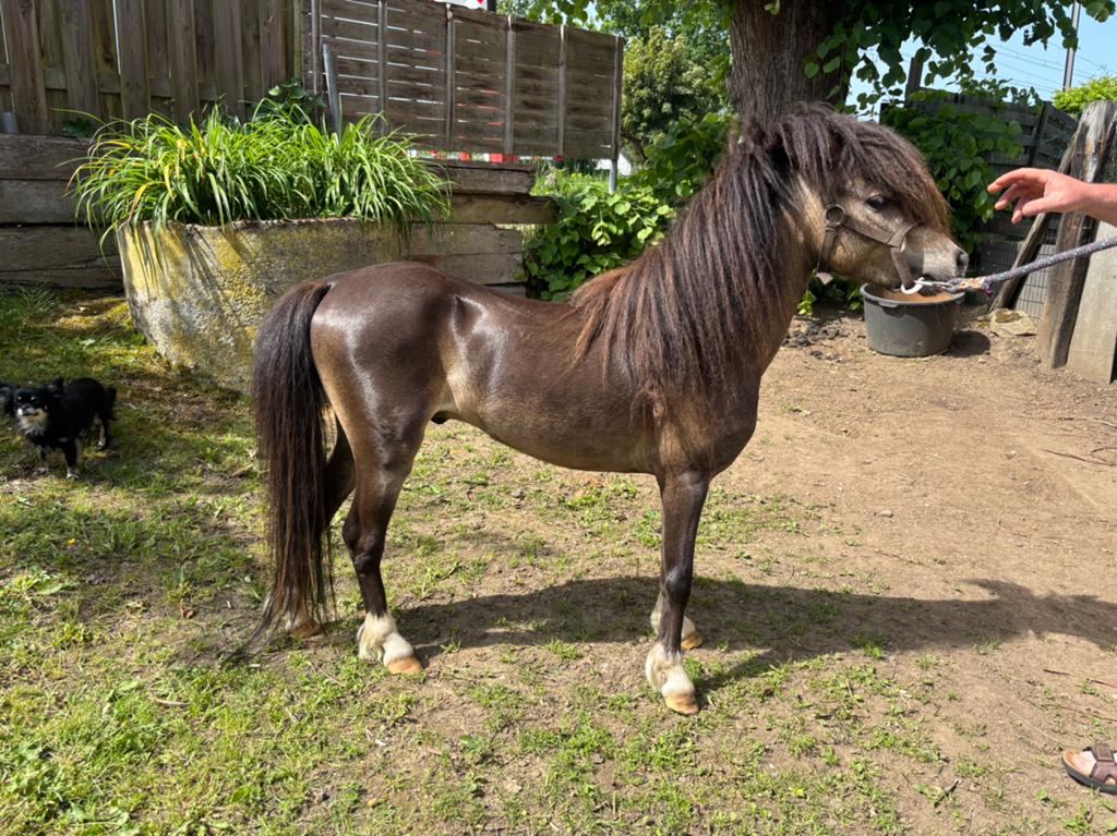 Minipaardje, Dieren en Toebehoren, Hengst
