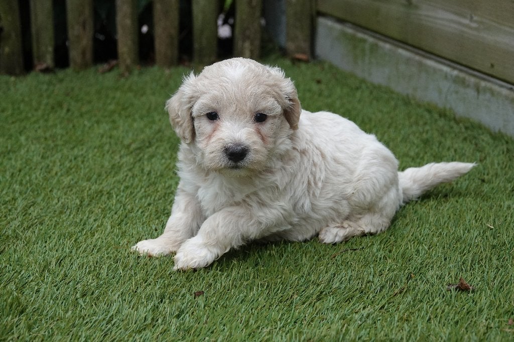 Magnifique chiot Maltipoo (crème), Maladie de Carré (chiens), Belgique, Un chien, Chienne