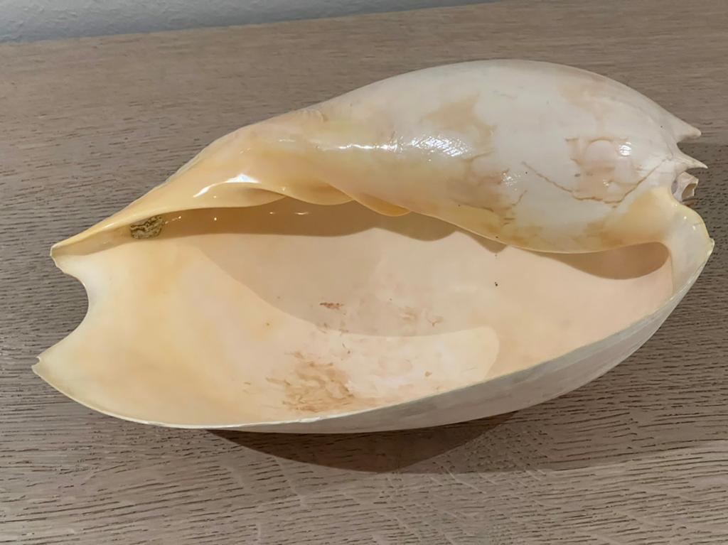 4, groote zee schelpen., Verzamelen, Mineralen en Fossielen, Ophalen