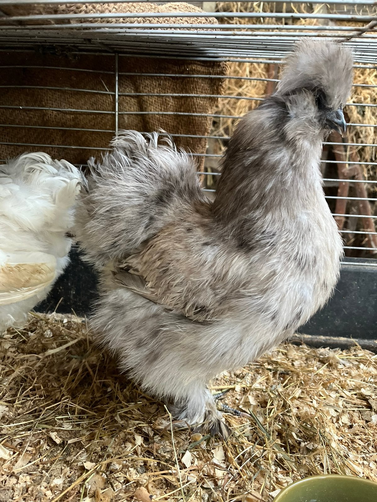 Kippen, hanen en eensen te koop, Dieren en Toebehoren, Meerdere dieren, Kip