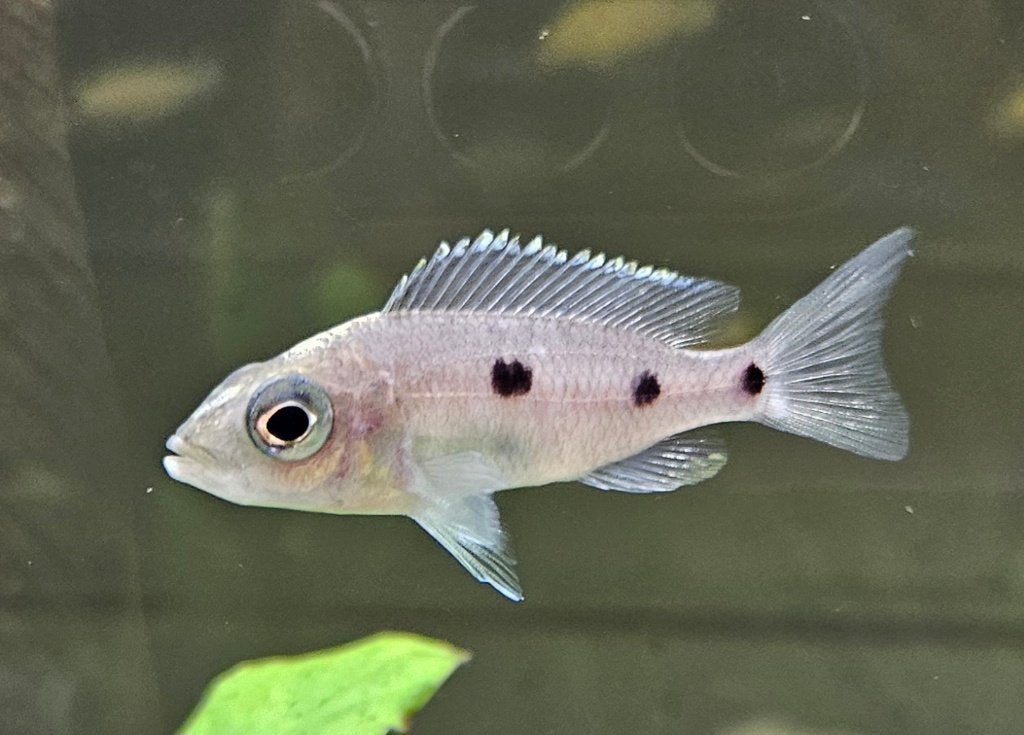 Copadichromis Mloto malawi cichliden, Dieren en Toebehoren, Vis, Zoetwatervis