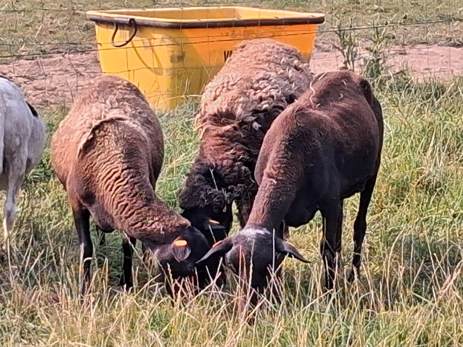 ooien dorper maasduinen kunnen des jaar gedekt worden., Dieren en Toebehoren, Vrouwelijk, Schaap, 0 tot 2 jaar