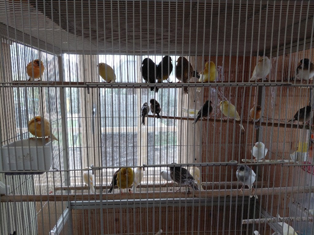 Kanaries, Dieren en Toebehoren, Geslacht onbekend, Zangkanarie