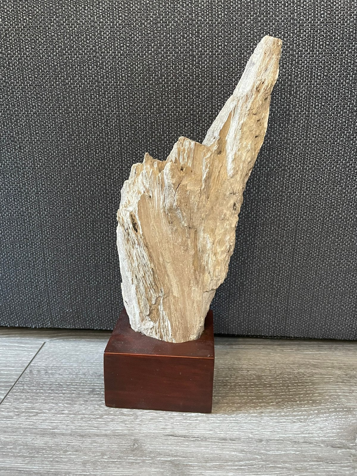Versteend hout Hoegaarden BE, Verzamelen, Mineralen en Fossielen, Ophalen of Verzenden, Fossiel