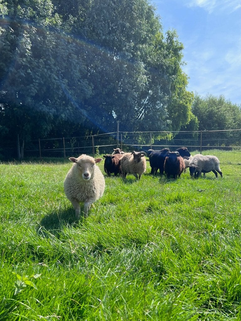 Ouessant schapen, Vrouwelijk, Schaap, 0 tot 2 jaar