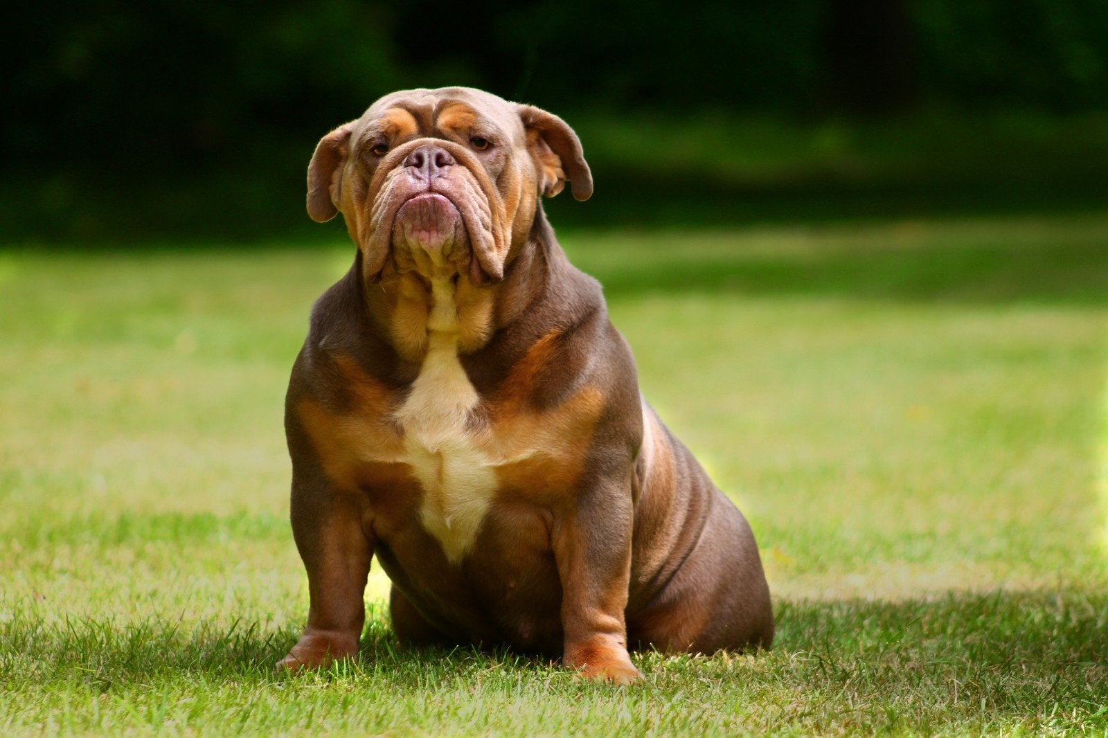 Exclusieve Lilac Tricolor Engelse Bulldog met KC-stamboom, Dieren en Toebehoren, Fokker | Hobbymatig, Buitenland, Teef, Eén hond