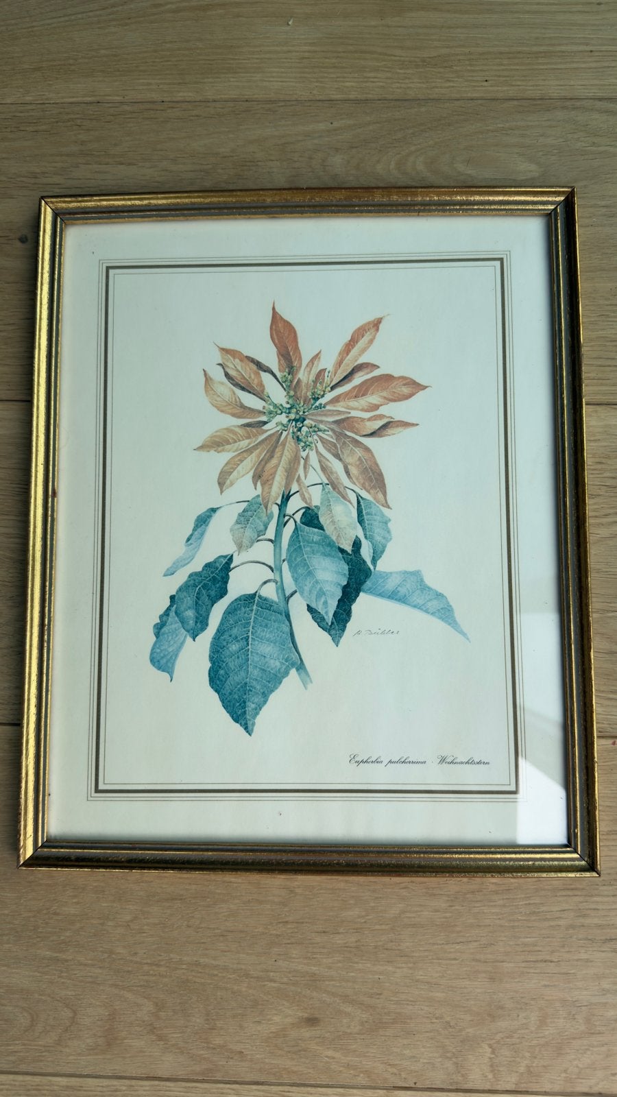 Vintage botanische prent – Euphorbia pulcherrima, Ophalen of Verzenden, Gebruikt