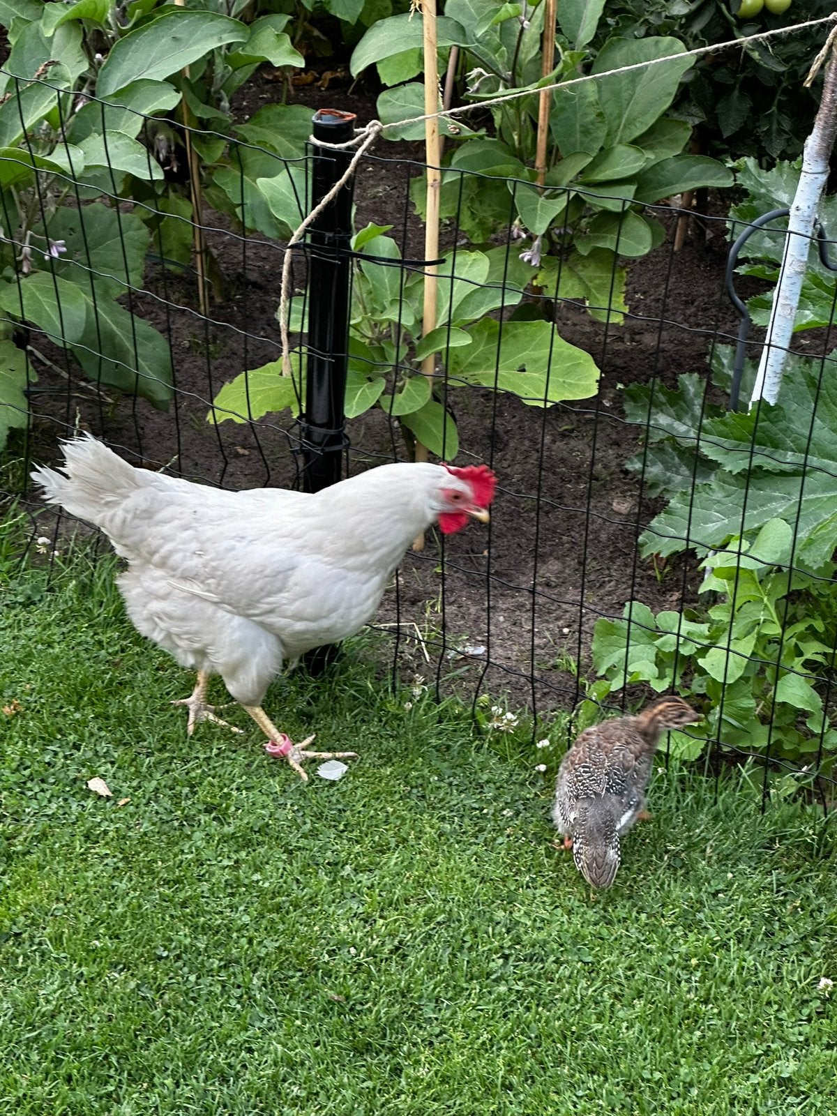 2 jonge legkippen + haantje, Dieren en Toebehoren, Pluimvee