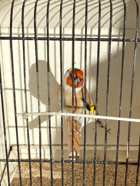 distelvink, Animaux & Accessoires, Mâle, Autres espèces