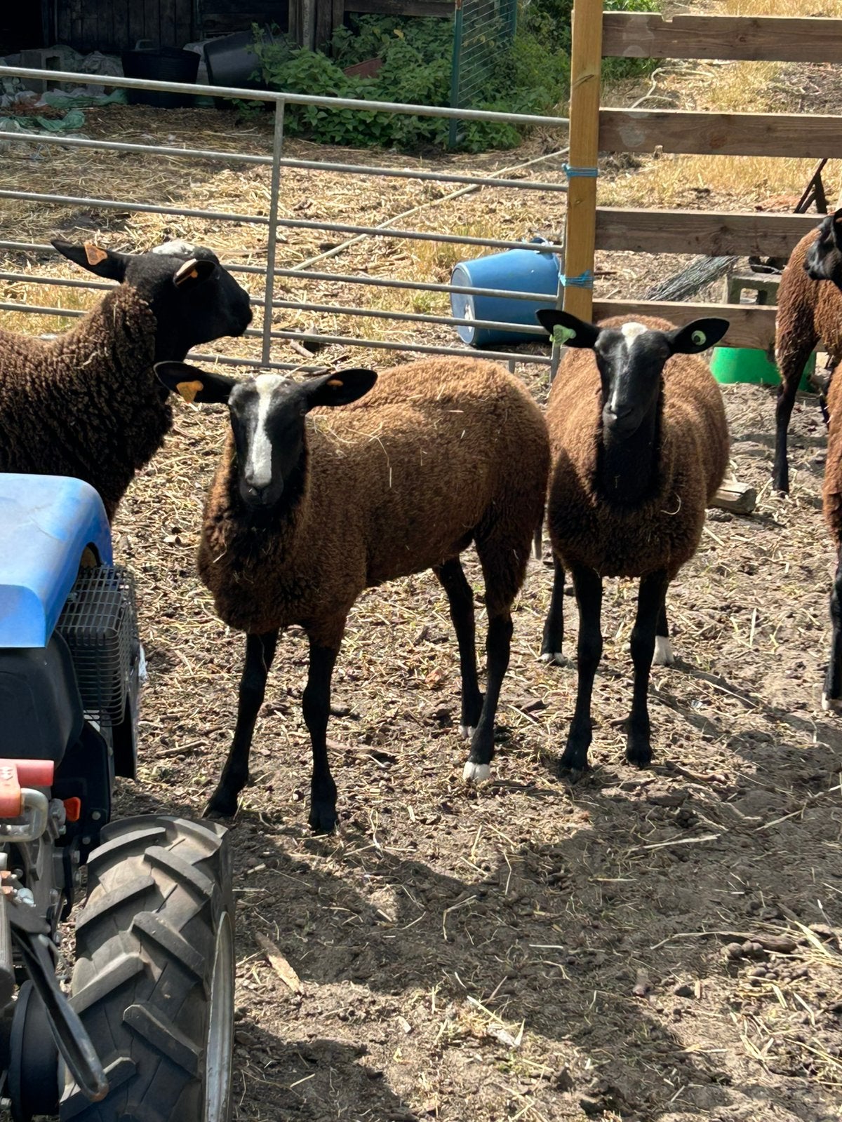 2 zwartbles ooilammeren, Dieren en Toebehoren, Schapen, Geiten en Varkens, Vrouwelijk, Schaap, 0 tot 2 jaar