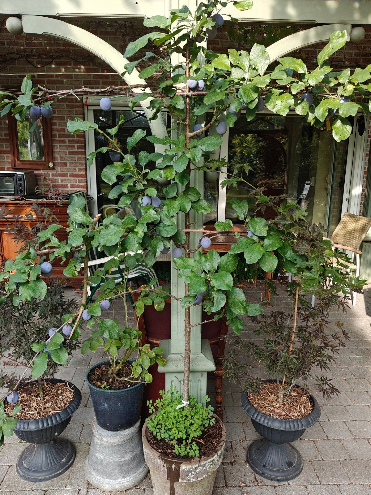 Pruimenboom met enkele kg pruimen in stenen pot 2.5 l hoog, Ophalen