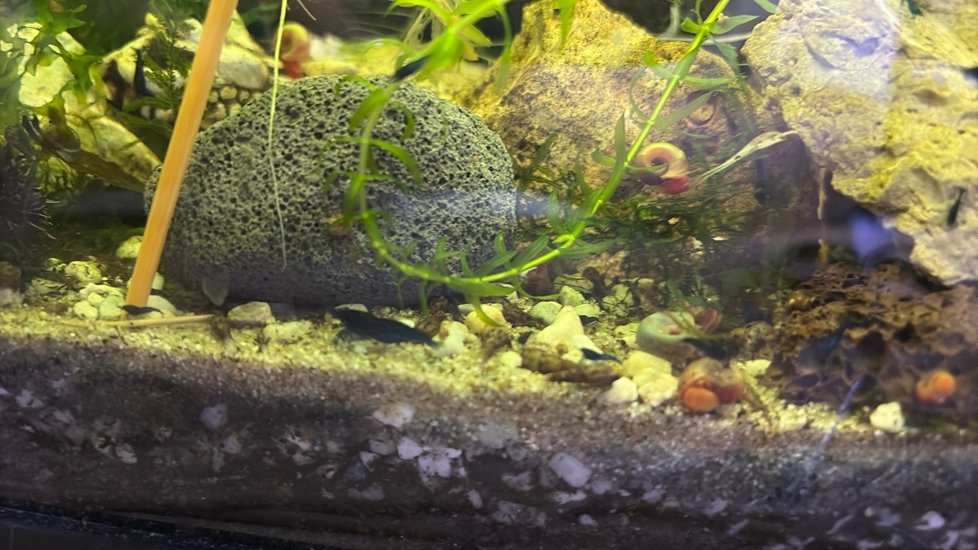 Blue dream neocaridina garnalen ( selectie HG ), Dieren en Toebehoren