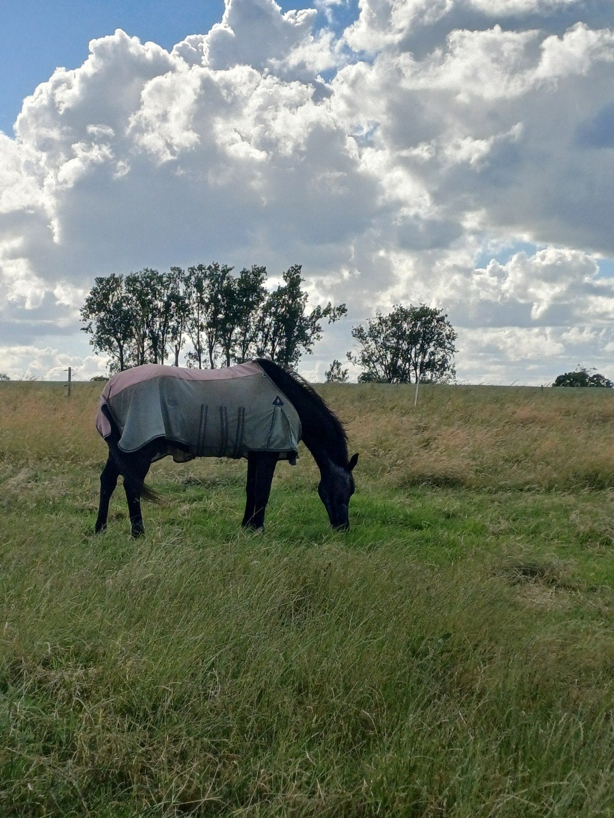 Maison de pension pour chevaux à Viane, Animaux & Accessoires, Pâturage, 4 chevaux ou poneys ou plus