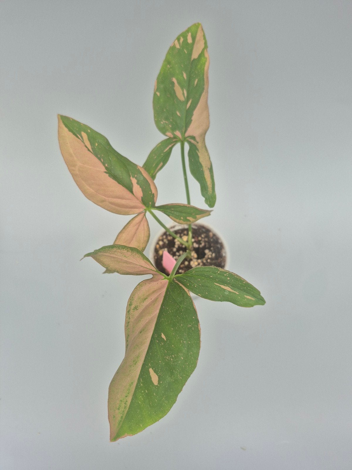 red spot syngonium, Ophalen of Verzenden