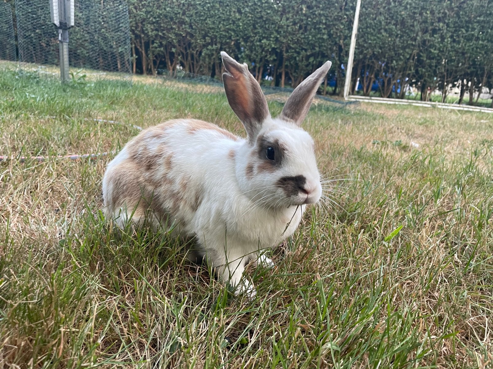 Konijnen te geef, Dieren en Toebehoren, Geslacht onbekend, Klein