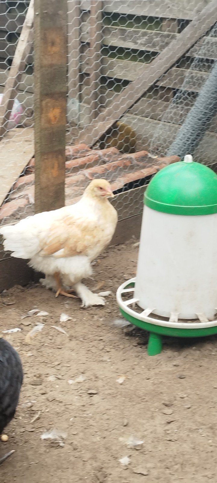 100 % poules et poulets, Animaux & Accessoires, Femelle, Poule ou poulet