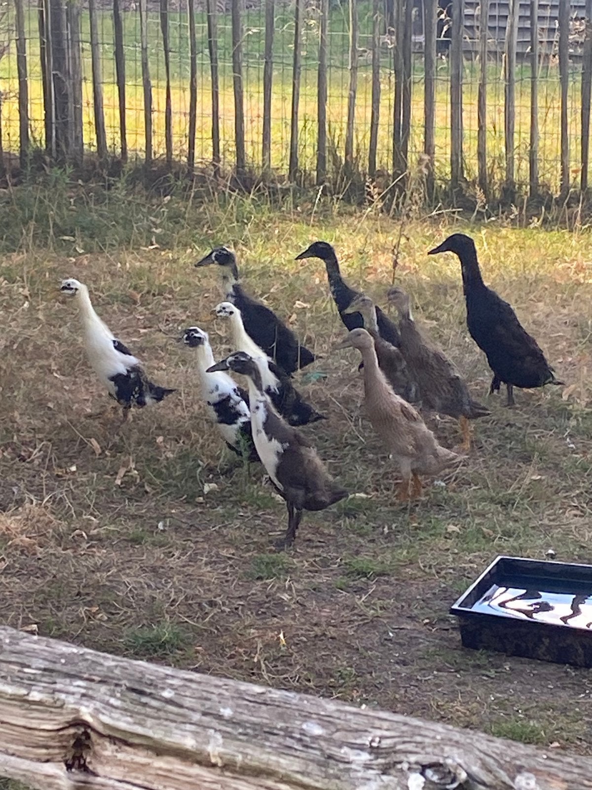Jonge indische loopeenden, Geslacht onbekend, Eend