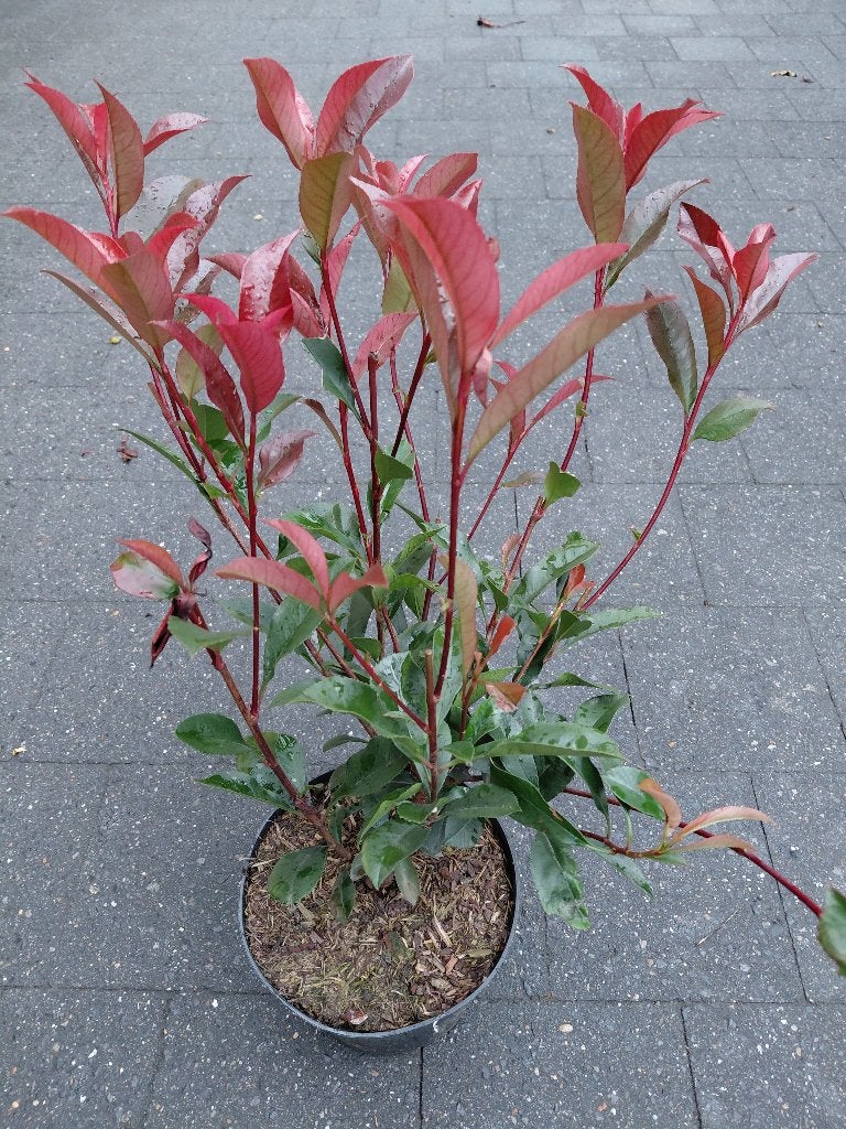 Photinia Carre Rouge, Tuin en Terras, Ophalen