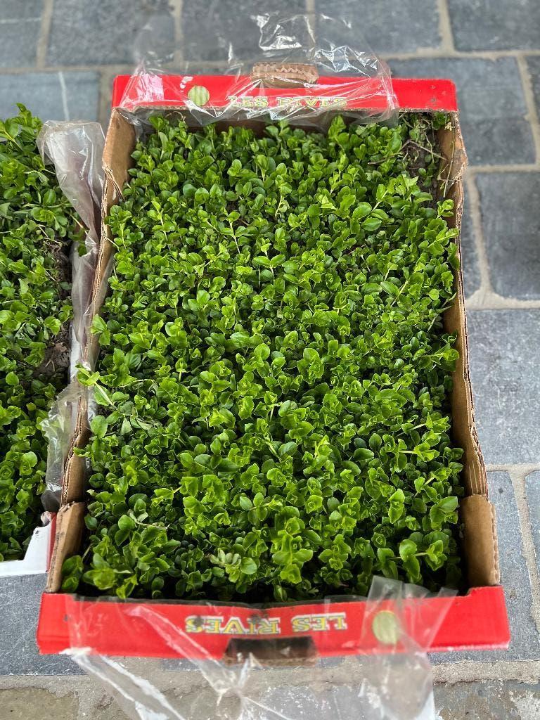 Bodembedekkers met, Tuin en Terras, Planten | Tuinplanten, Ophalen, Bodembedekkers