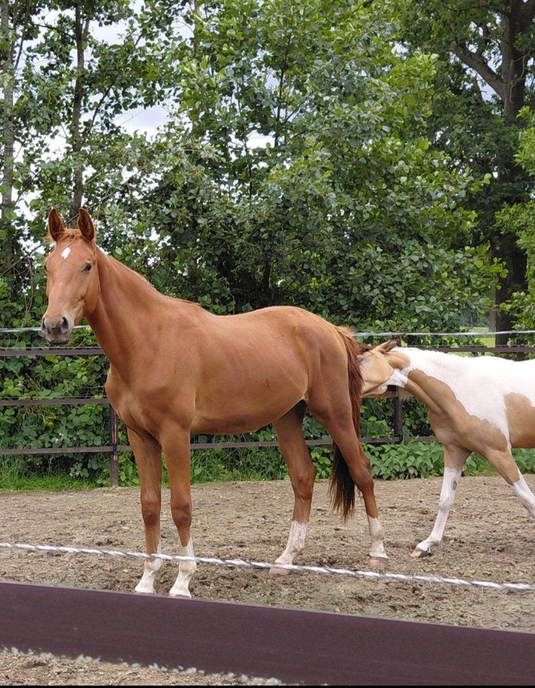 Grote Zangersheide ruin van 2jaar en 4 maanden., 165 à 170 cm, Ne s'applique pas, 0 à 2 ans, Cheval de saut