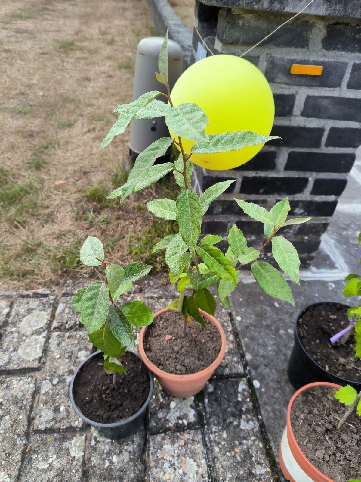 olijfwilg eleagnus struik, Tuin en Terras, Planten | Tuinplanten, Ophalen, Vaste plant