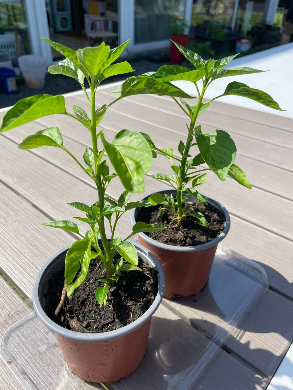 Lot de 2 plants de piments forts Capsicum Annuum., Tuin en Terras, Planten | Tuinplanten, Ophalen, Volle zon, Groenteplanten, Eenjarig