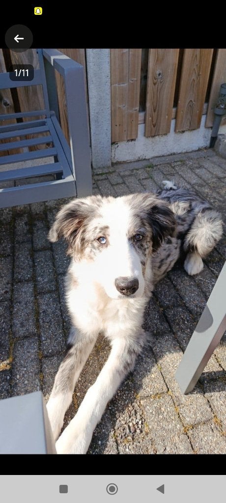 Hond Bowy, Ophalen