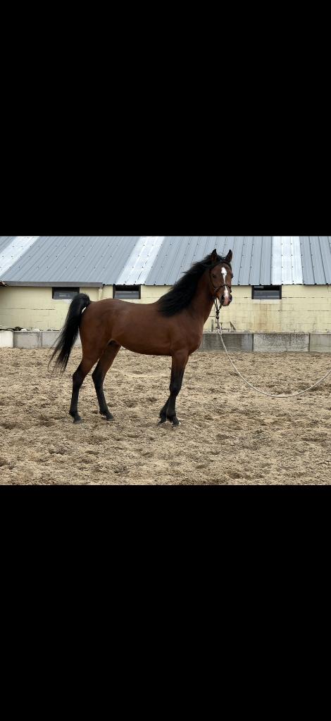 Arabier, Dieren en Toebehoren, Paarden, Minder dan 160 cm, Met stamboom, 3 tot 6 jaar, Recreatiepaard