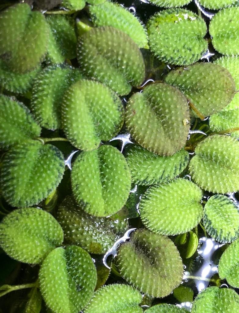 Salvinia minima - kleine vlotvaren, Ophalen