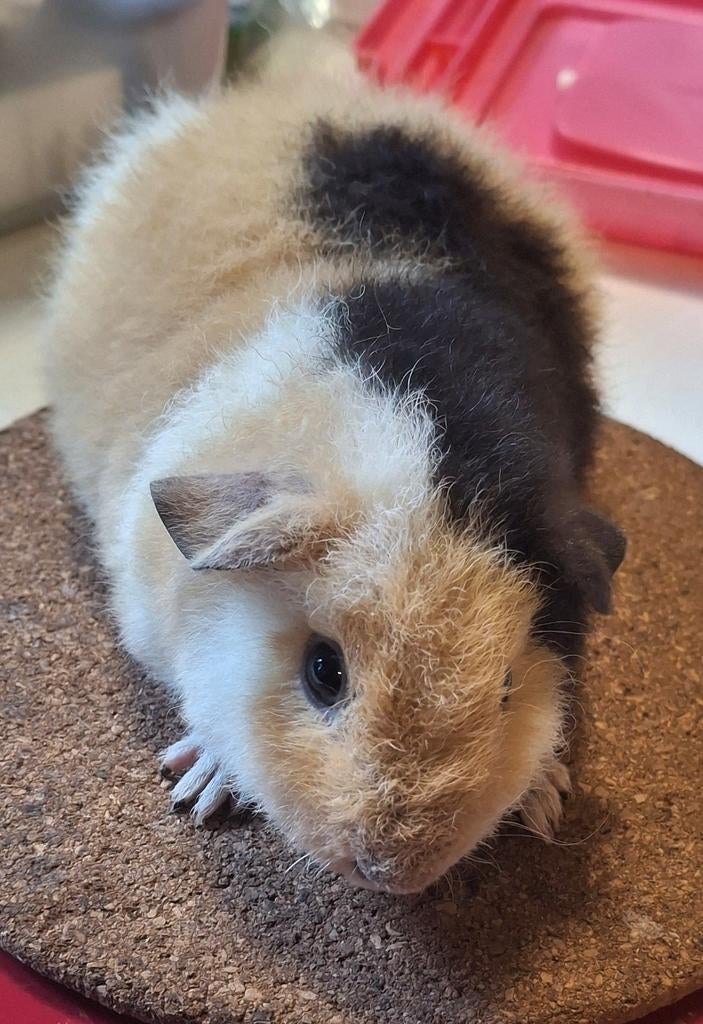 US Teddy beertje van 2 Januari 2026, Dieren en Toebehoren, Knaagdieren, Vrouwelijk, Cavia, Januari, Tam