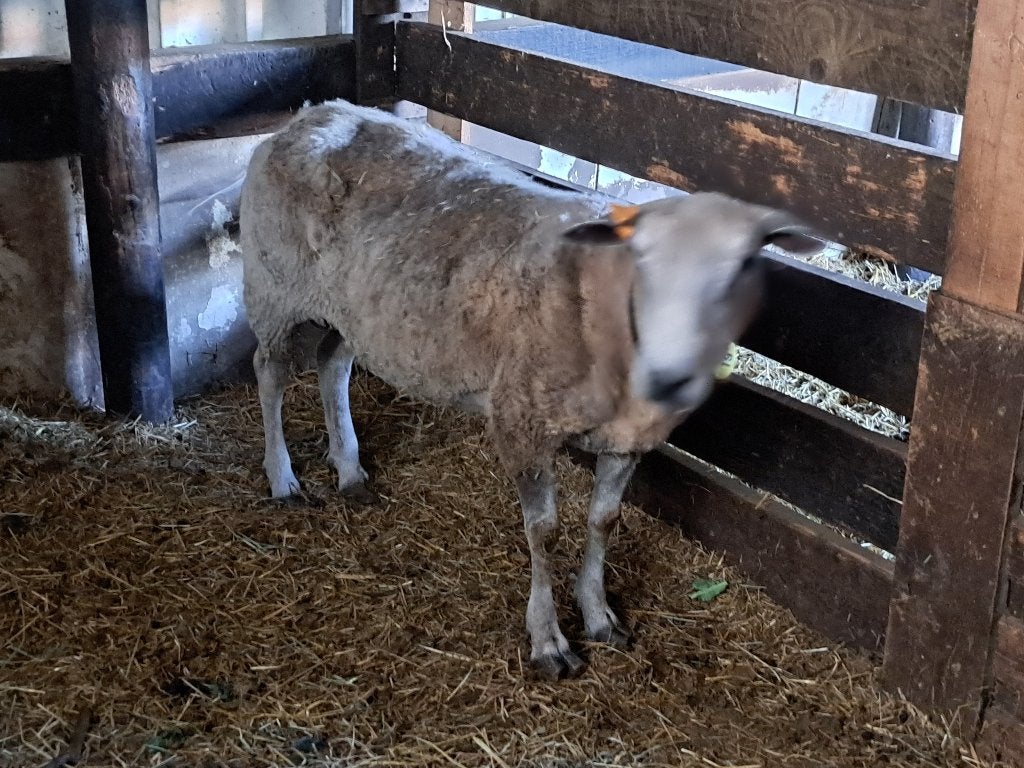 Schaap ooi, Dieren en Toebehoren, Schapen, Geiten en Varkens, Vrouwelijk, Schaap, 3 tot 5 jaar