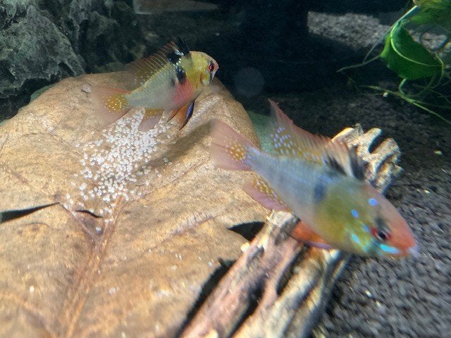 Koppel Mikrogeophagus ramirezi 4 - 4,5 cm!!! € 10,-!!!, Poisson, Poisson d'eau douce